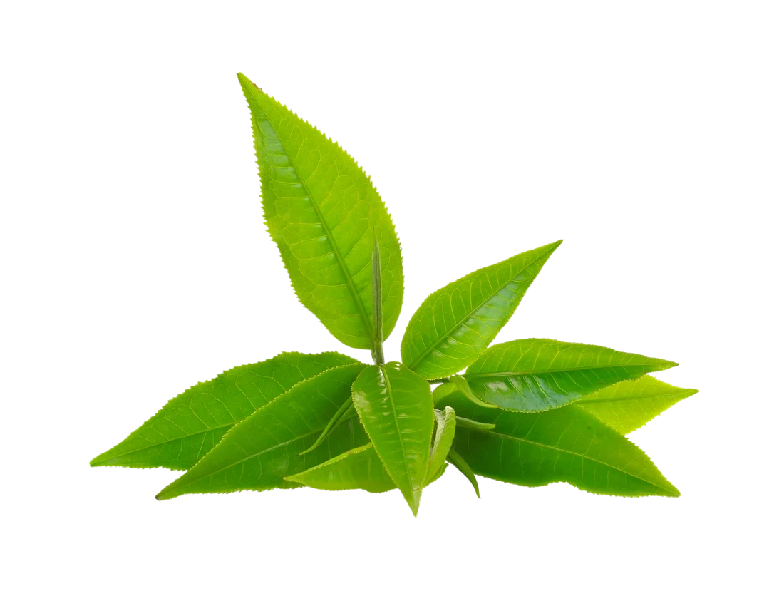 Green Tea Leaf Green Tea Leaf