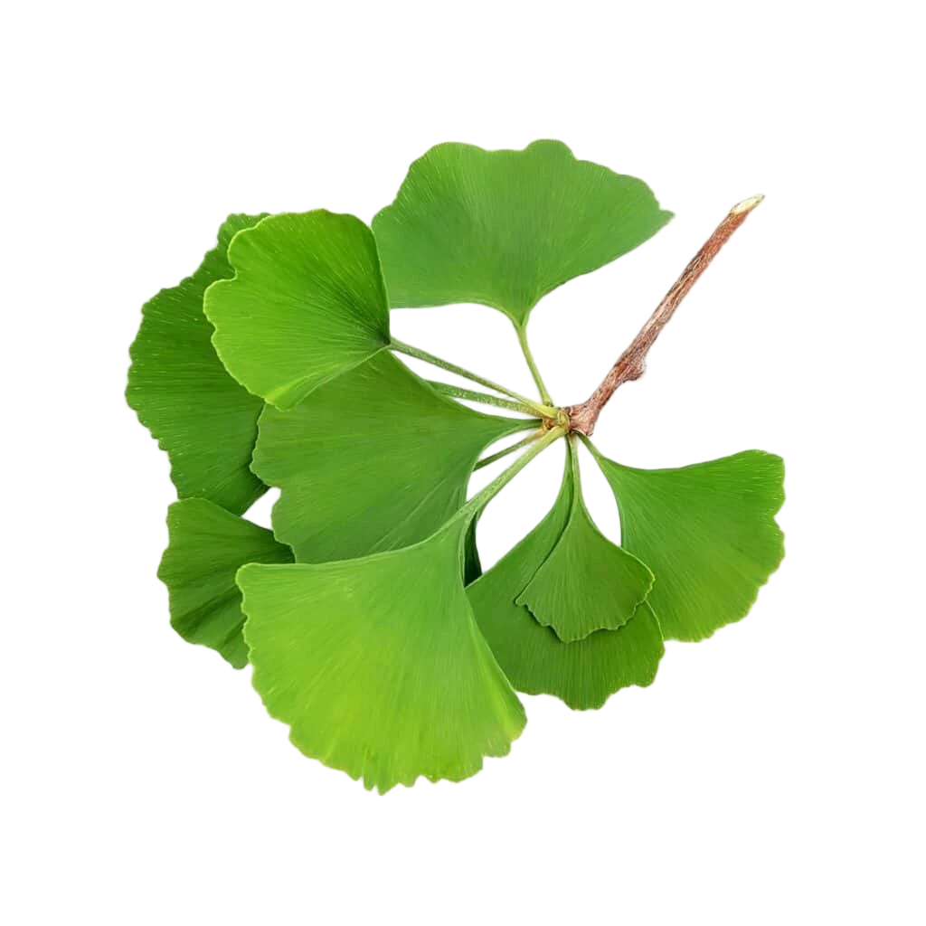 Ginkgo Biloba Leaf Ginkgo Biloba Leaf