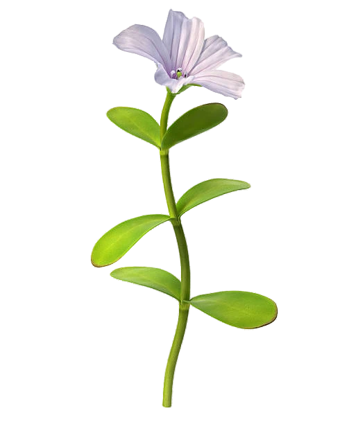 Bacopa Monnieri Flower bacopa monnieri flower