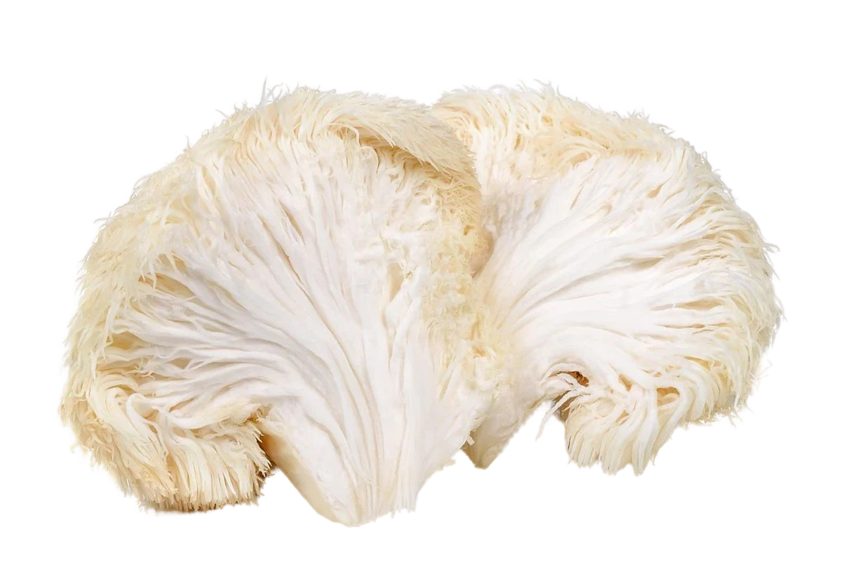 Lion's Mane Mushroom Fruiting Body Cross-section Lion's Mane Mushroom Fruiting Body Cross-section